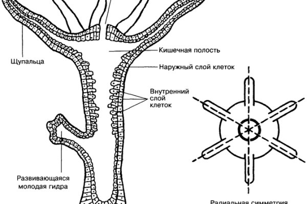 Даркнет кракен